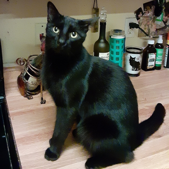 MeetYourPoshAmbassadors!🤩💚🐈🐈🐈🐈🐈🐈🐕 - Picture 6 of 16